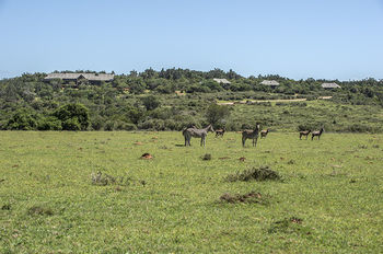 Kariega Game Reserve Settlers Drift Alexandria  Ngoại thất bức ảnh