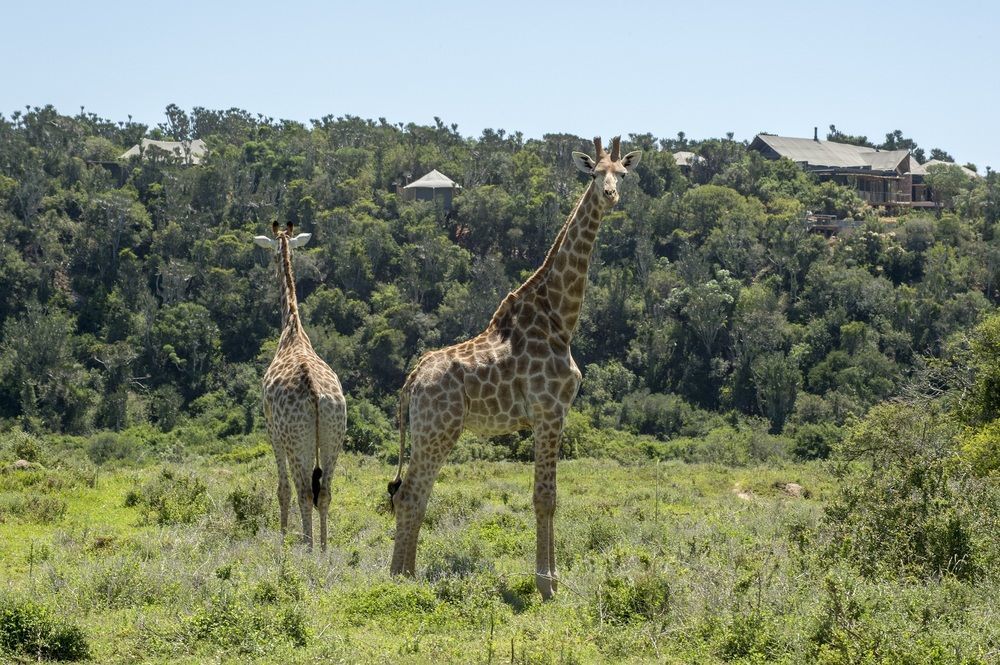 Kariega Game Reserve Settlers Drift Alexandria  Ngoại thất bức ảnh